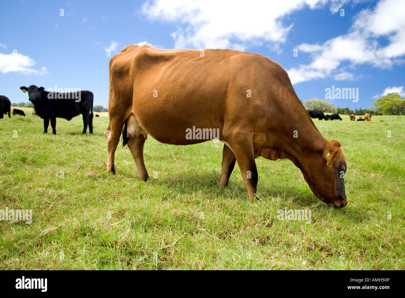 Carni bovine le mucche al pascolo in verde pascolo. Foto Stock