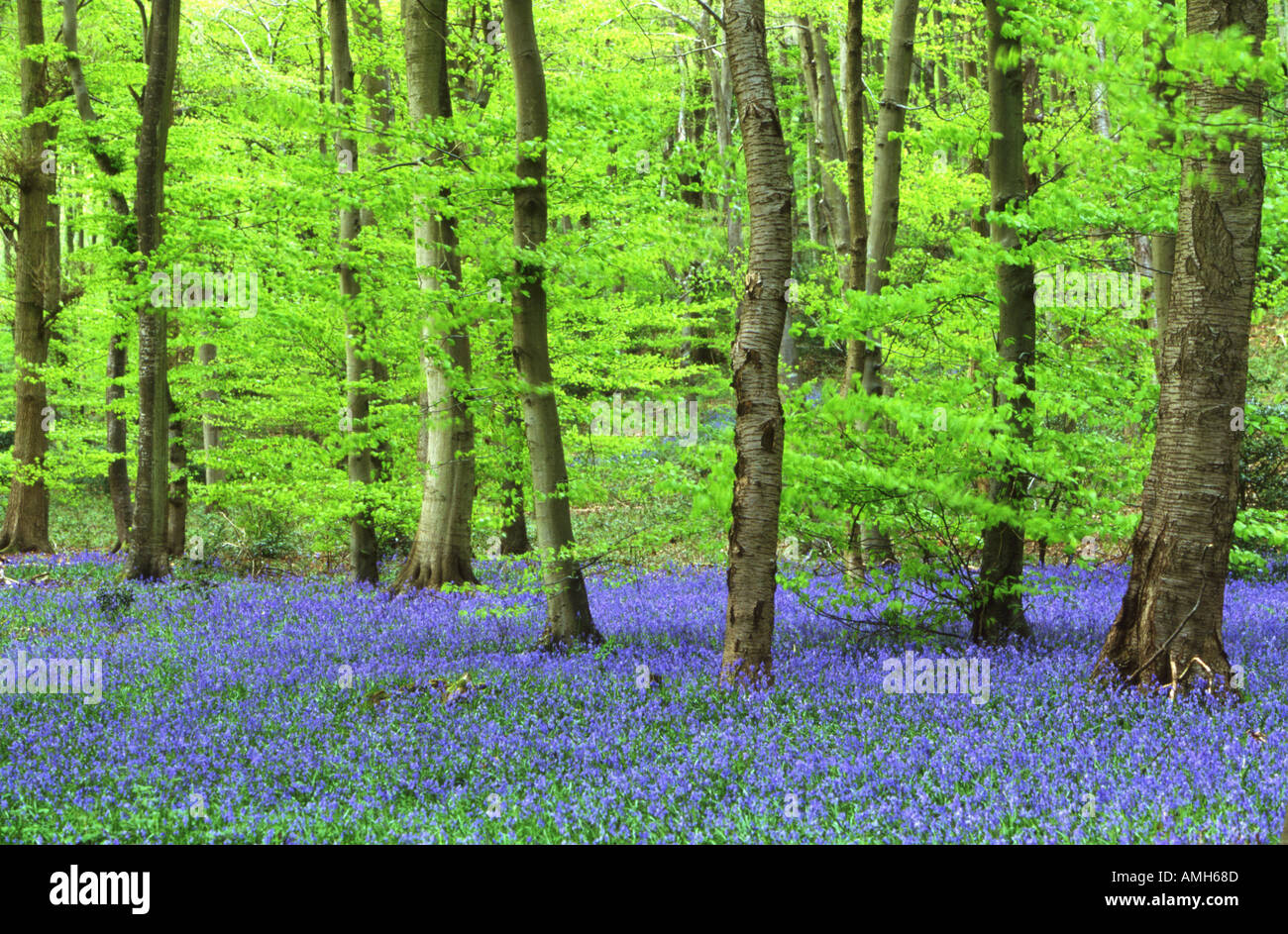 Bluebells nel bosco di faggio Foto Stock