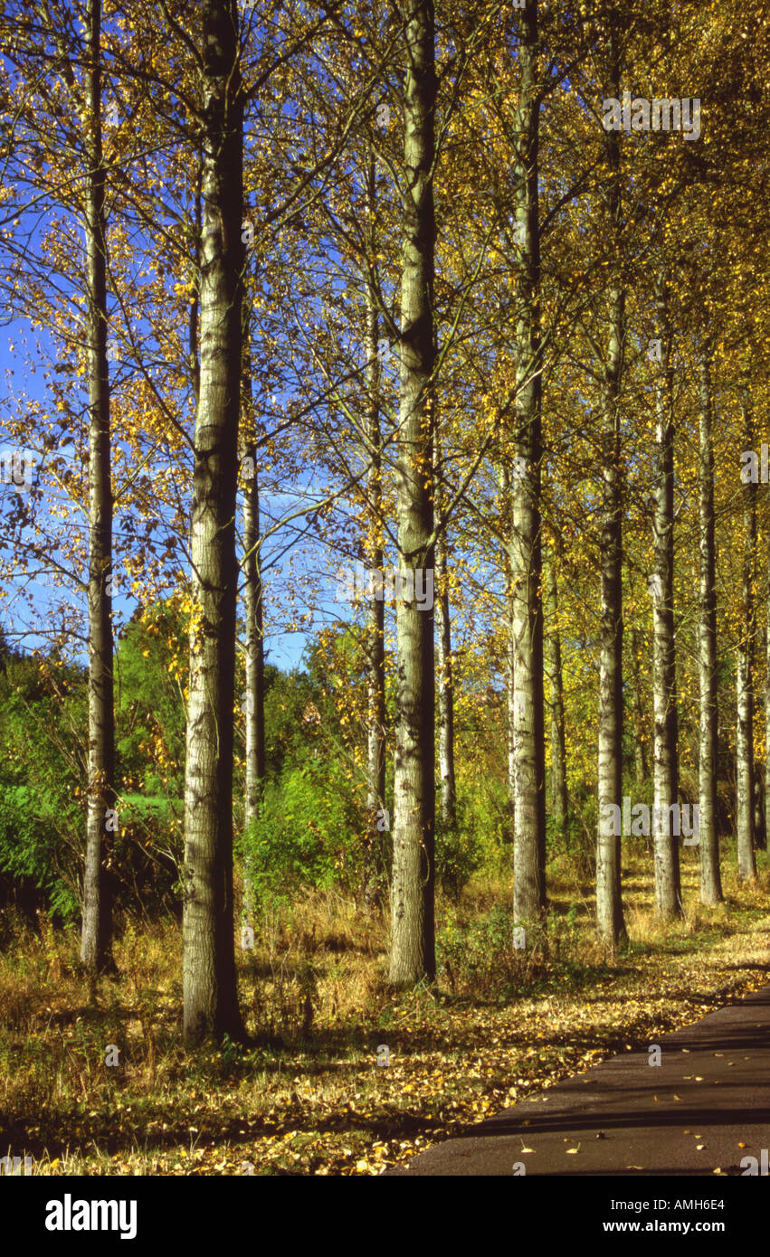 Viale di pioppi Populus trichocarpa Foto Stock