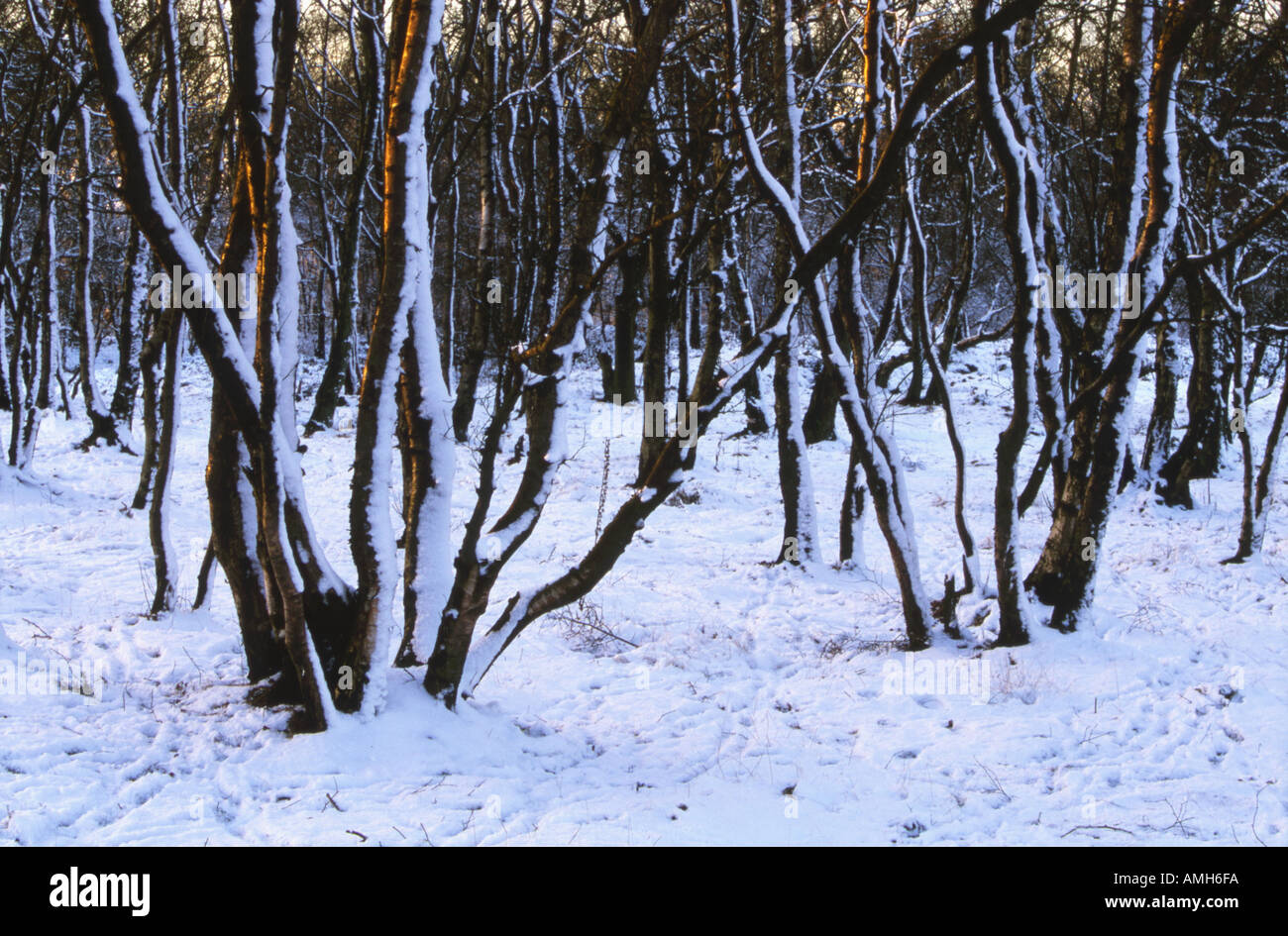 Argento bosco di betulle in snow Betula pendula Foto Stock