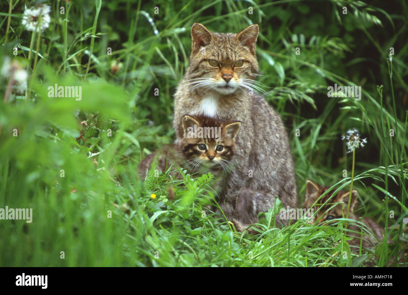 Scottish Wildcat Felis sylvestris madre e gattini Foto Stock