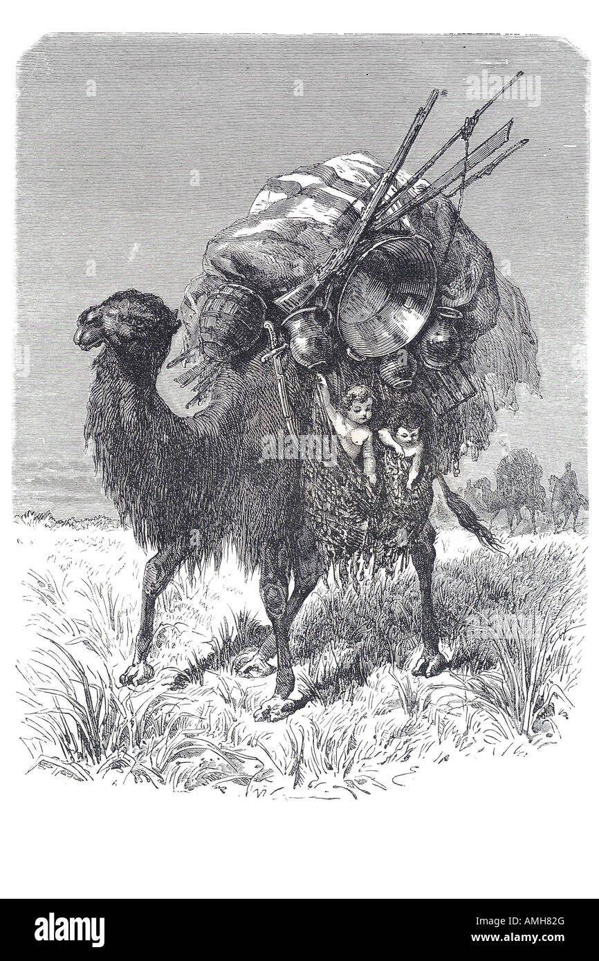 Camel tartaro emigrante nomad wanderer pack anche-toed ungulati Camelus dromedario Arabo nel deserto secco animale fucile bambino Azerbaigian Foto Stock