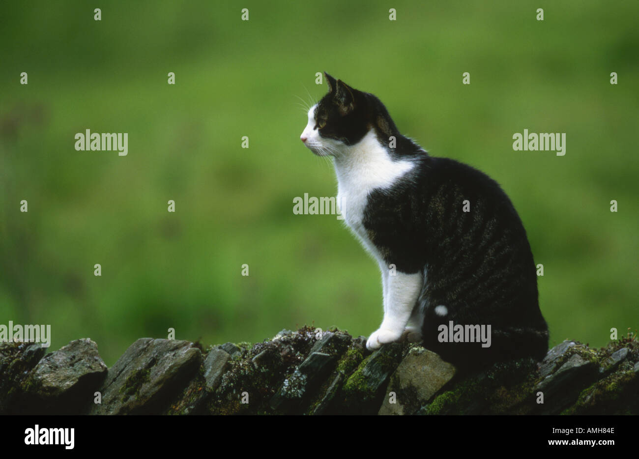 Il gatto domestico a secco su muro di pietra Foto Stock