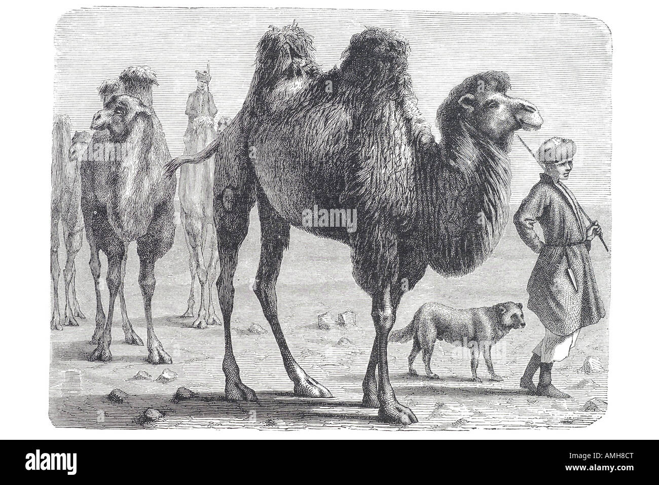 Le steppe cammello Bactrian tartaro Camelus bactrianus anche-toed ungulato Nord Asia orientale due gobbe Foto Stock