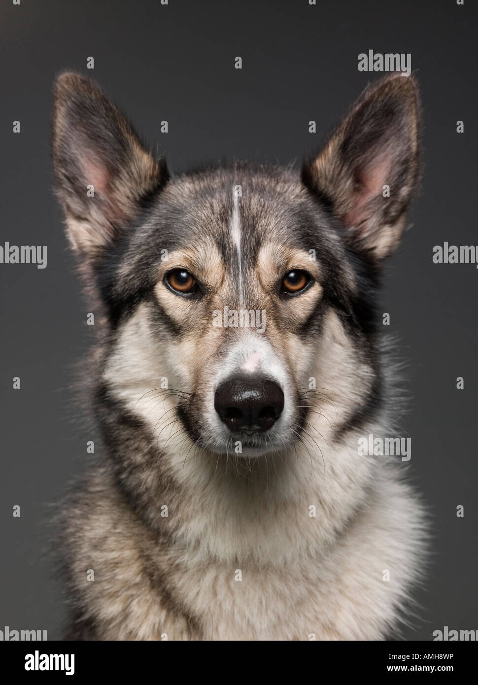 Ritratto di un Alsation / croce Husky allevati cane Foto Stock