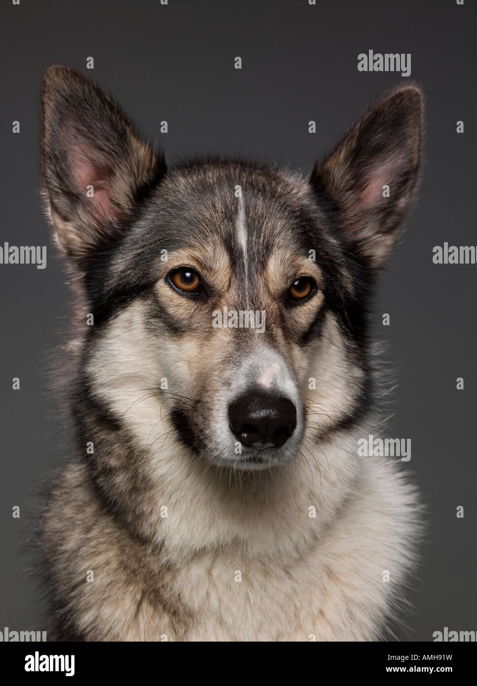 Ritratto di un Alsation / croce Husky allevati cane Foto Stock