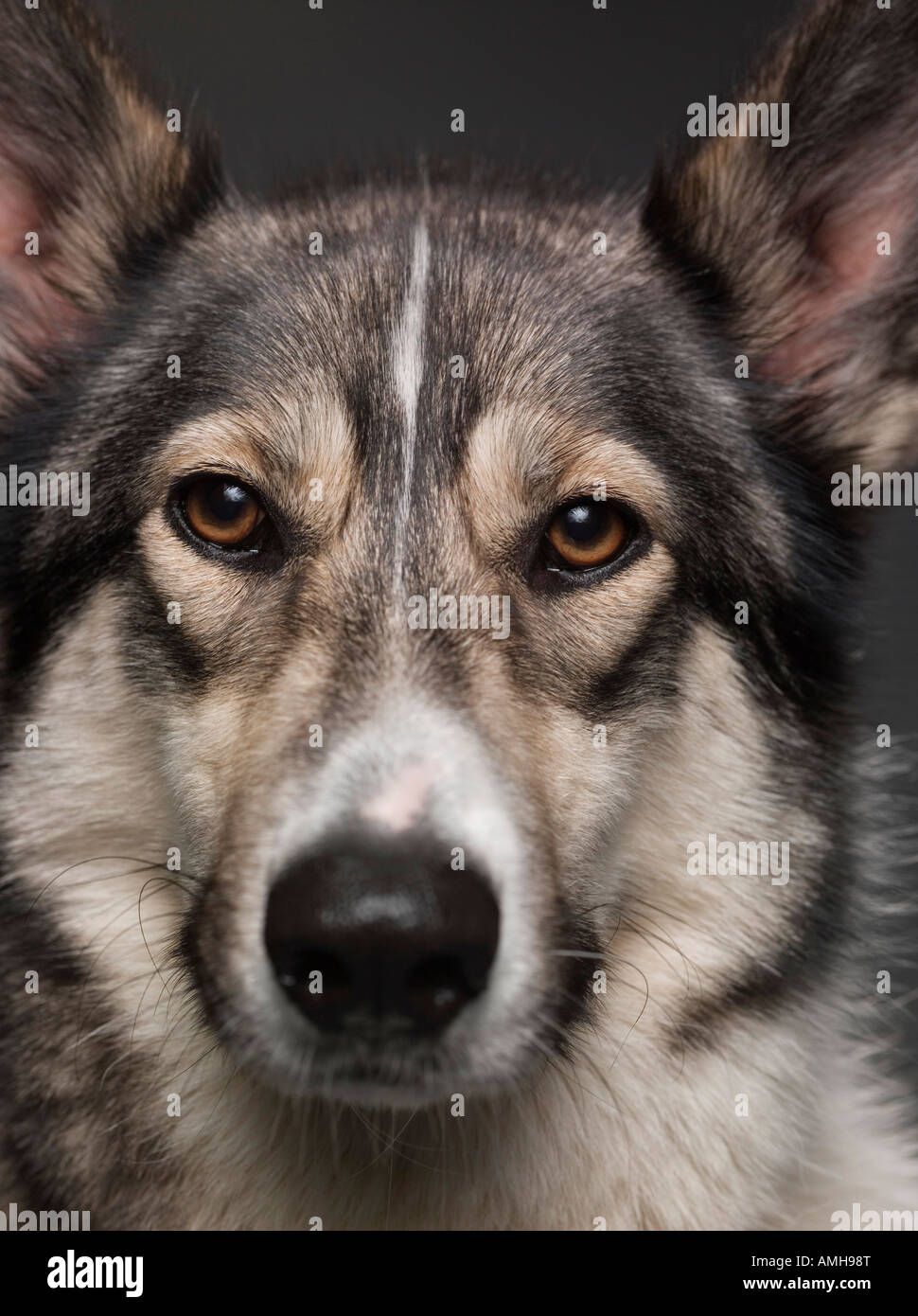 Ritratto di un Alsation / croce Husky allevati cane Foto Stock