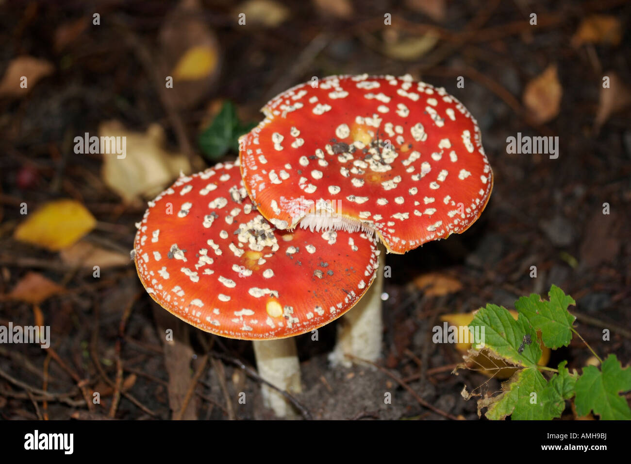 Fly agaric toadstool Foto Stock