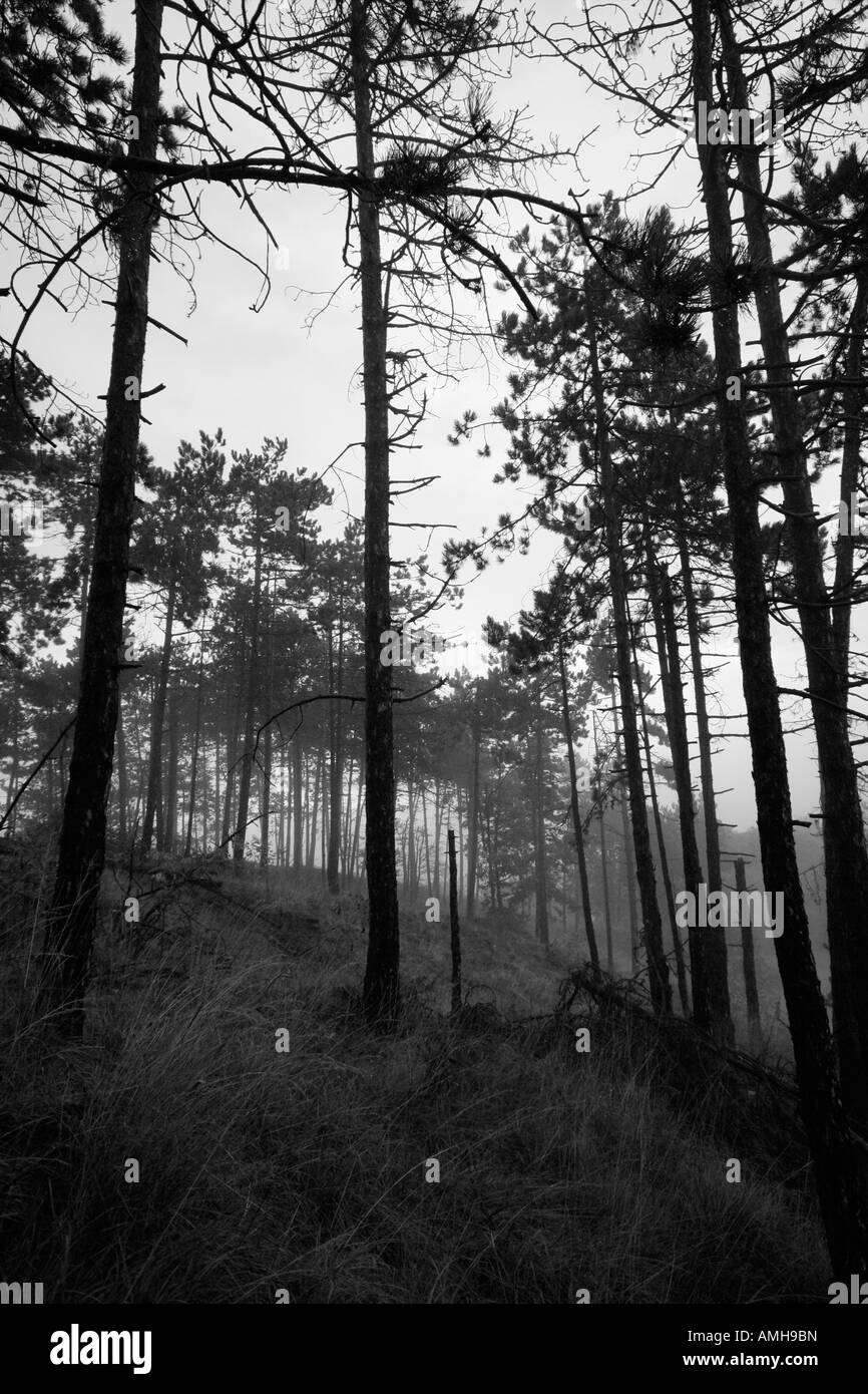 Forest Hills Foto Stock