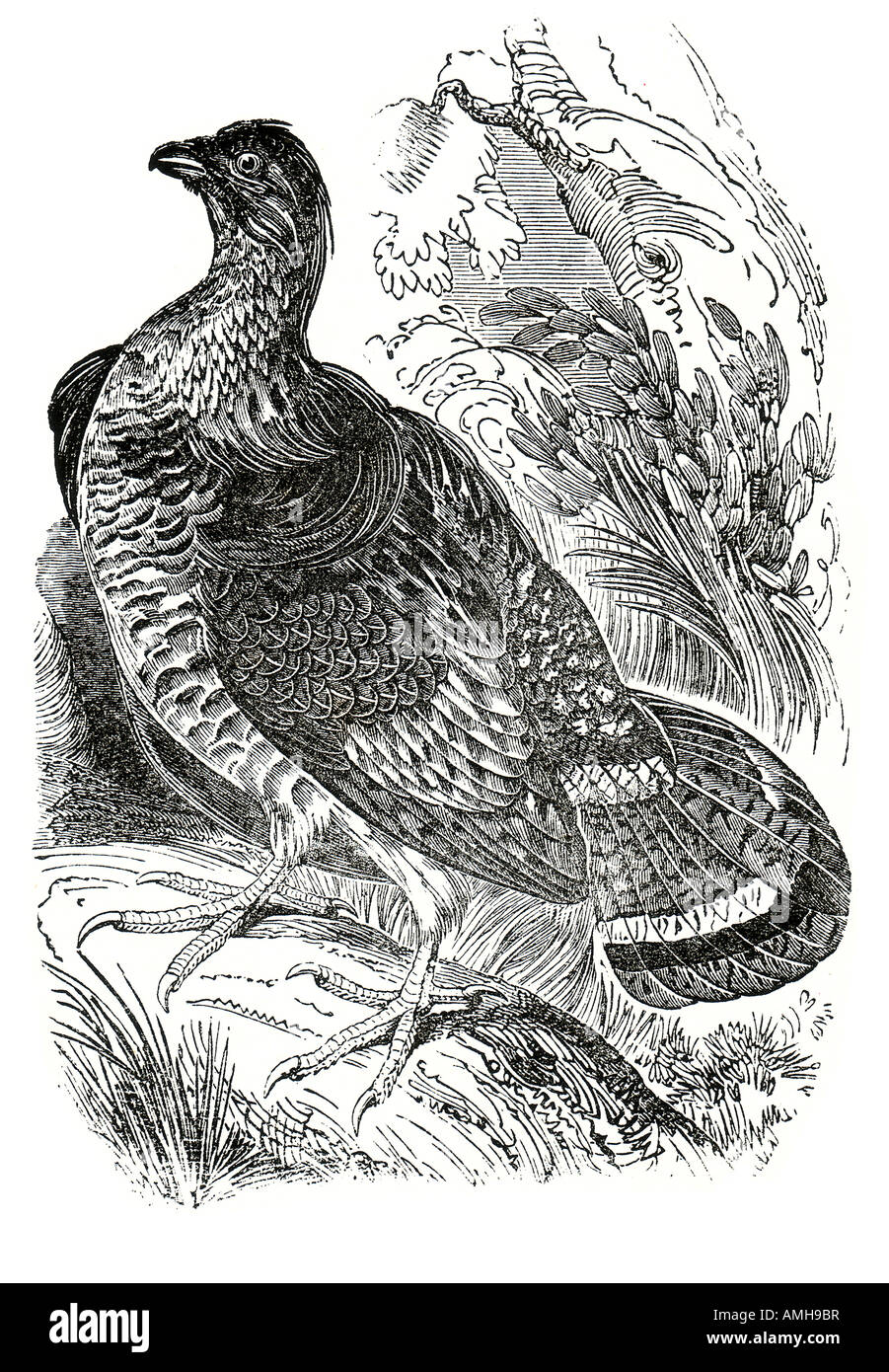 Ruffed Grouse Bonasa umbellus di medie dimensioni che si verificano abitano live foresta Monti Appalachi Canada Alaska. non parte migratori Foto Stock