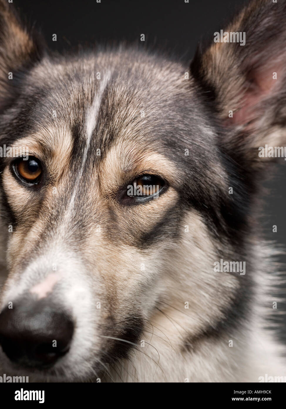 Ritratto di un Alsation / croce Husky allevati cane Foto Stock