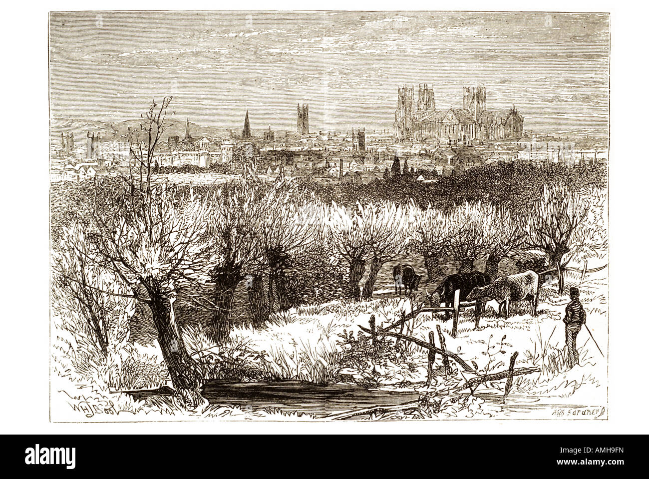 Minster york Yorkshire North Yorkshire città medievale Duomo ceduo rurale willow mucca bestiame bovino agricoltore fattoria vista distante U Foto Stock