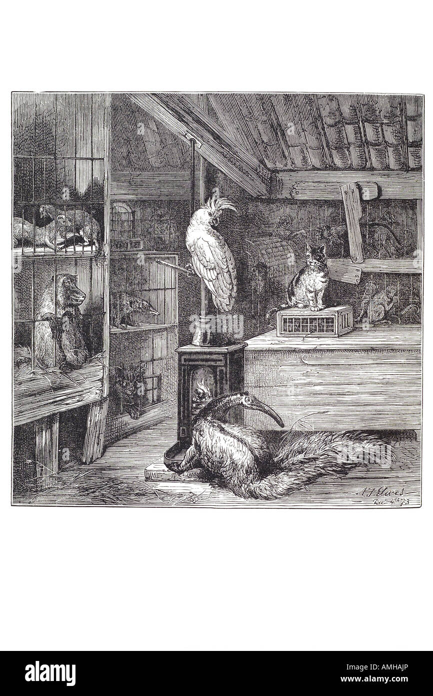 1860 belva pet shop store serraglio gabbia cat bird monkey trade vendere captive raccogliere presentano Londra capitale più grande Inghilterra Foto Stock