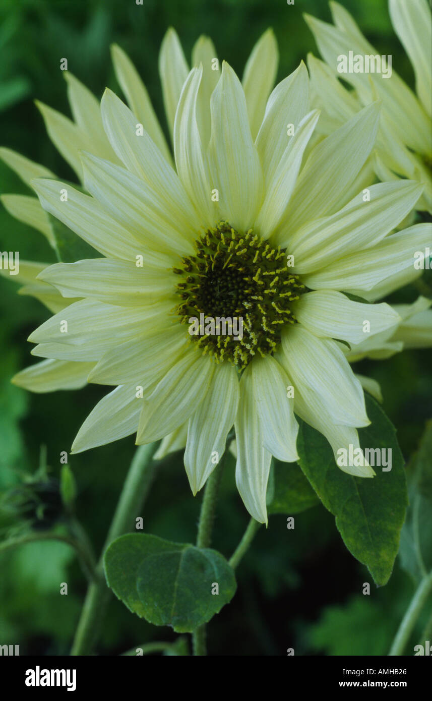 Helianthus 'Verde ghiaccio'. Semi di girasole. Foto Stock