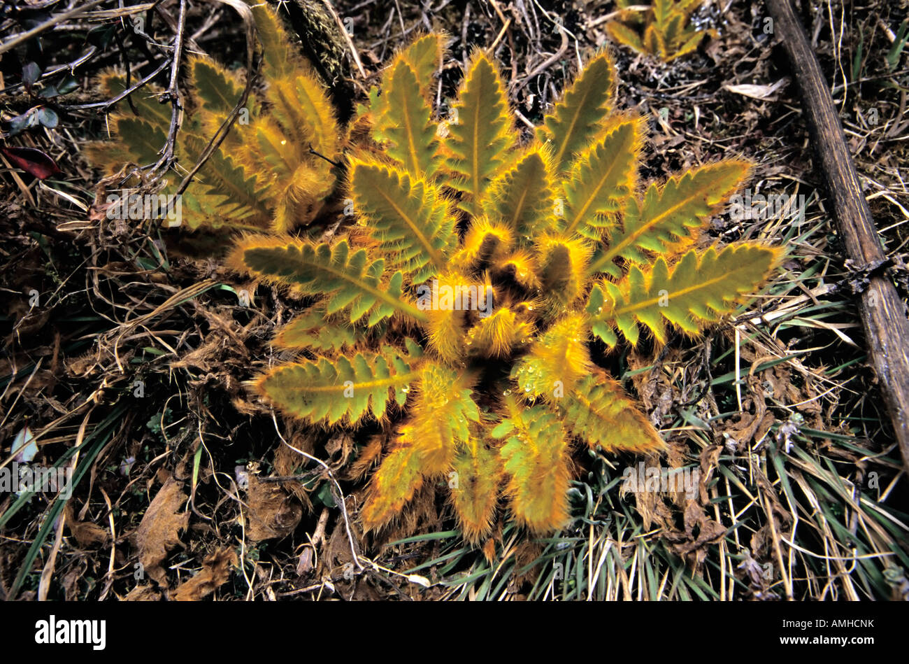 Foglie di Meconopsis paniculata Foto Stock