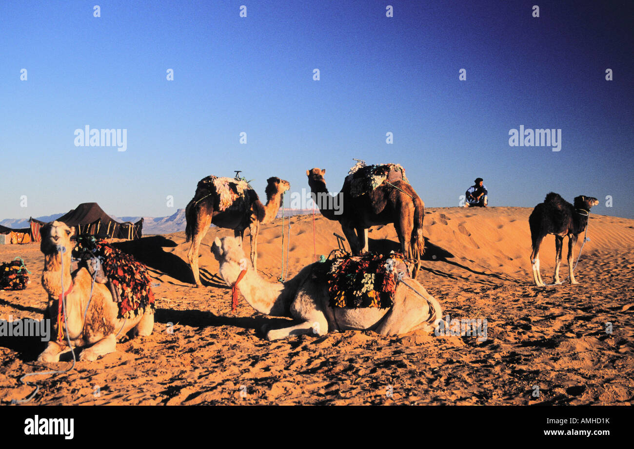 Driver del cammello a guardare oltre i suoi cammelli deserto del Sahara in Marocco Foto Stock