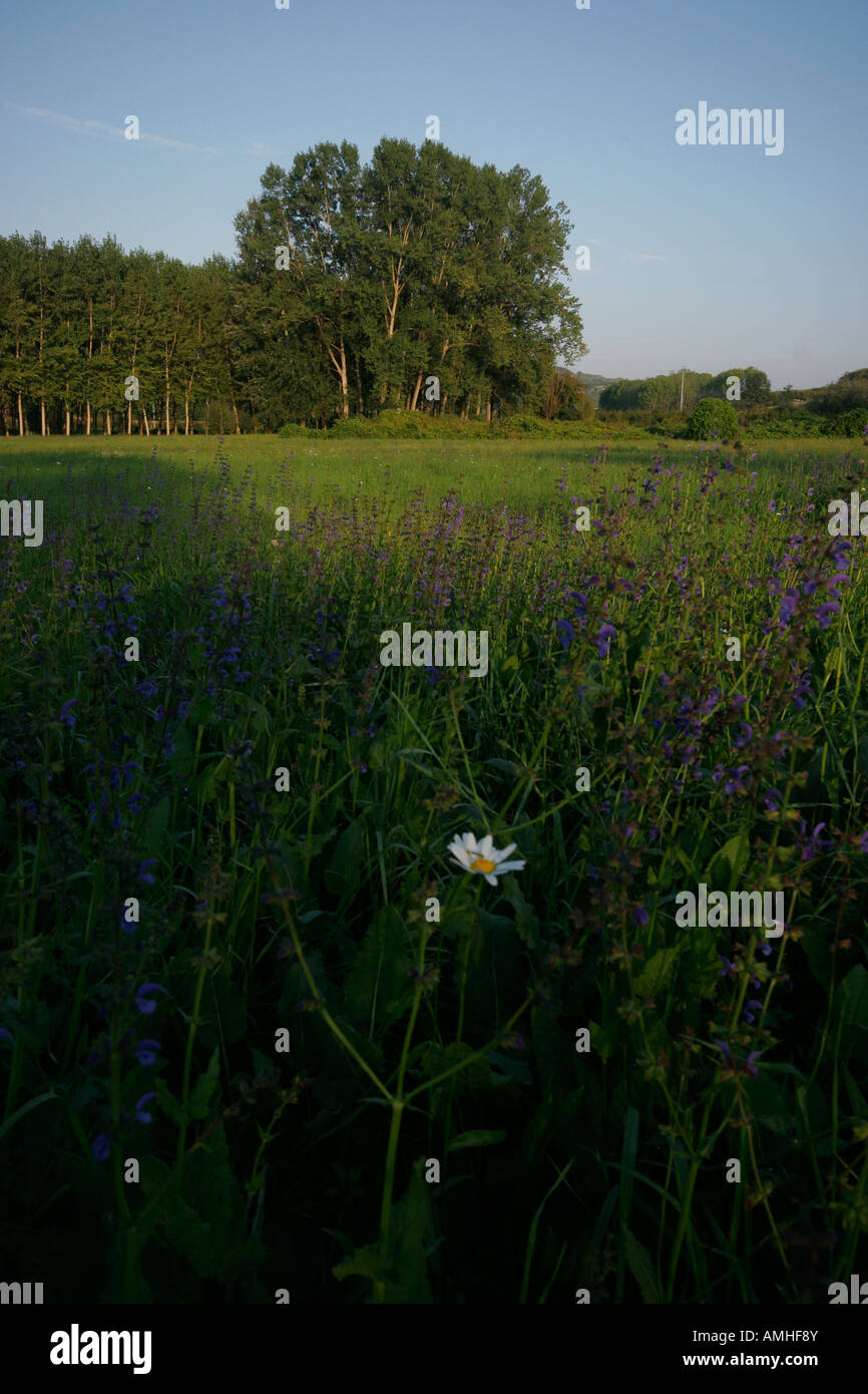 Il Roero campagna Foto Stock