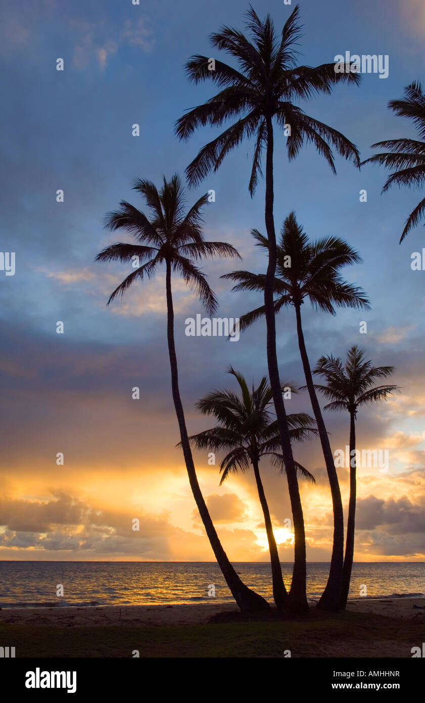 Sunrise e palme di cocco a Punalu u Beach Park Windward Oahu Hawaii Foto Stock