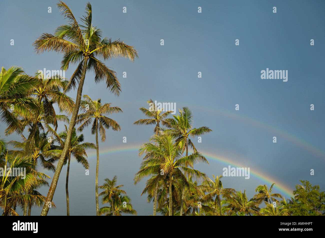 Palme di cocco doppio arcobaleno e grigio cielo piovoso Punaluu Windward Oahu Hawaii Foto Stock