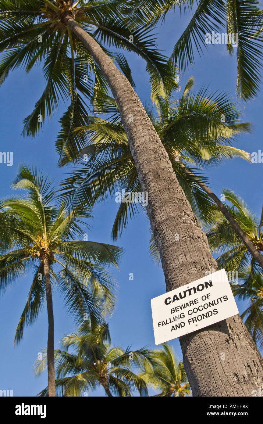 Segno avverte circa la caduta di noci di cocco su Palm tree in Hale Halewai Park KAILUA KONA Isola di Hawaii Foto Stock
