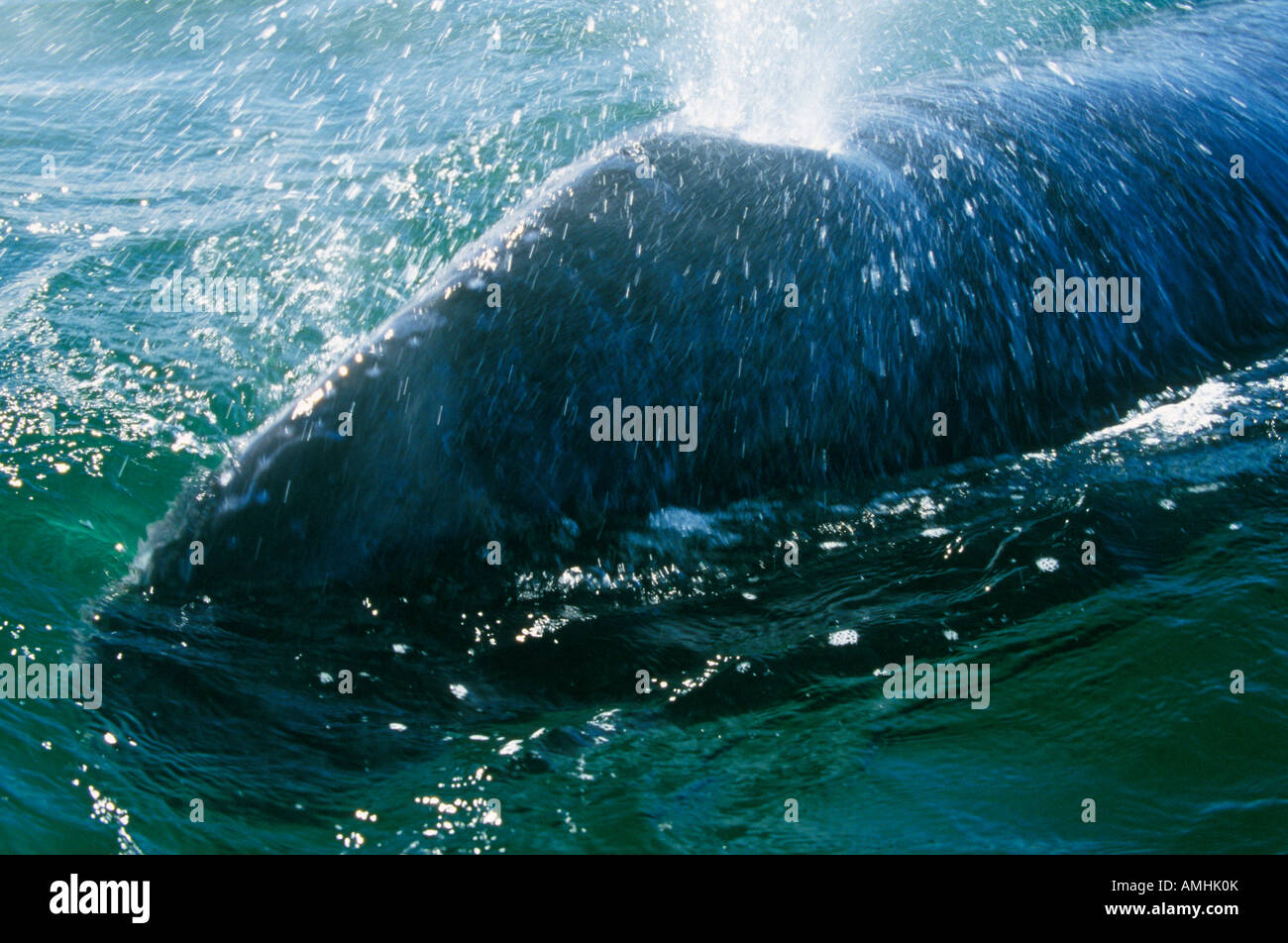 Messico, Baja California Sur, San Ignacio, Laguna San Ignacio, Whale watching (Eschrichtius robustus) Foto Stock