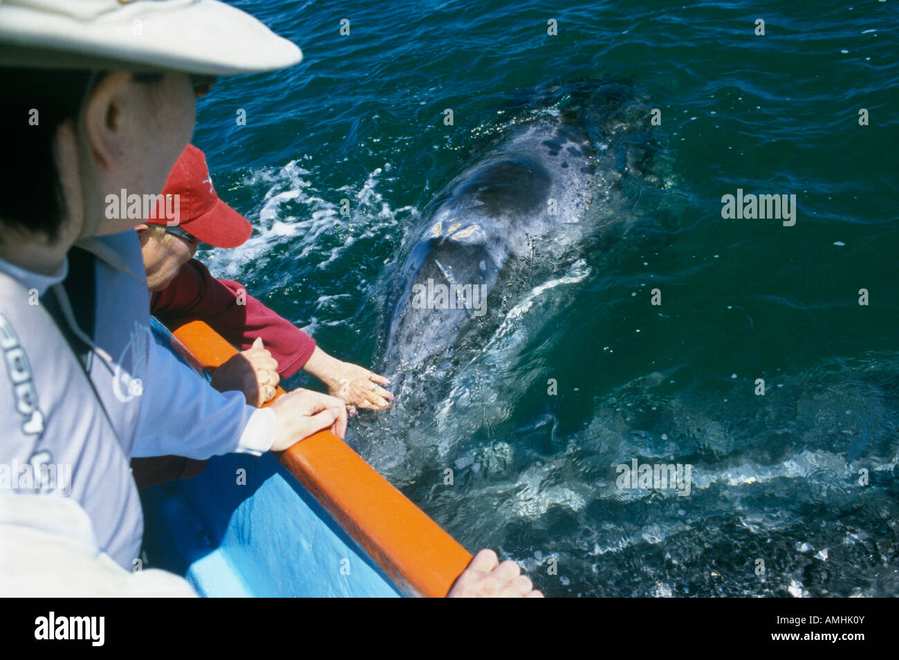 Messico, Baja California Sur, San Ignacio, Laguna San Ignacio, Whale watching (Eschrichtius robustus) (MR) Foto Stock
