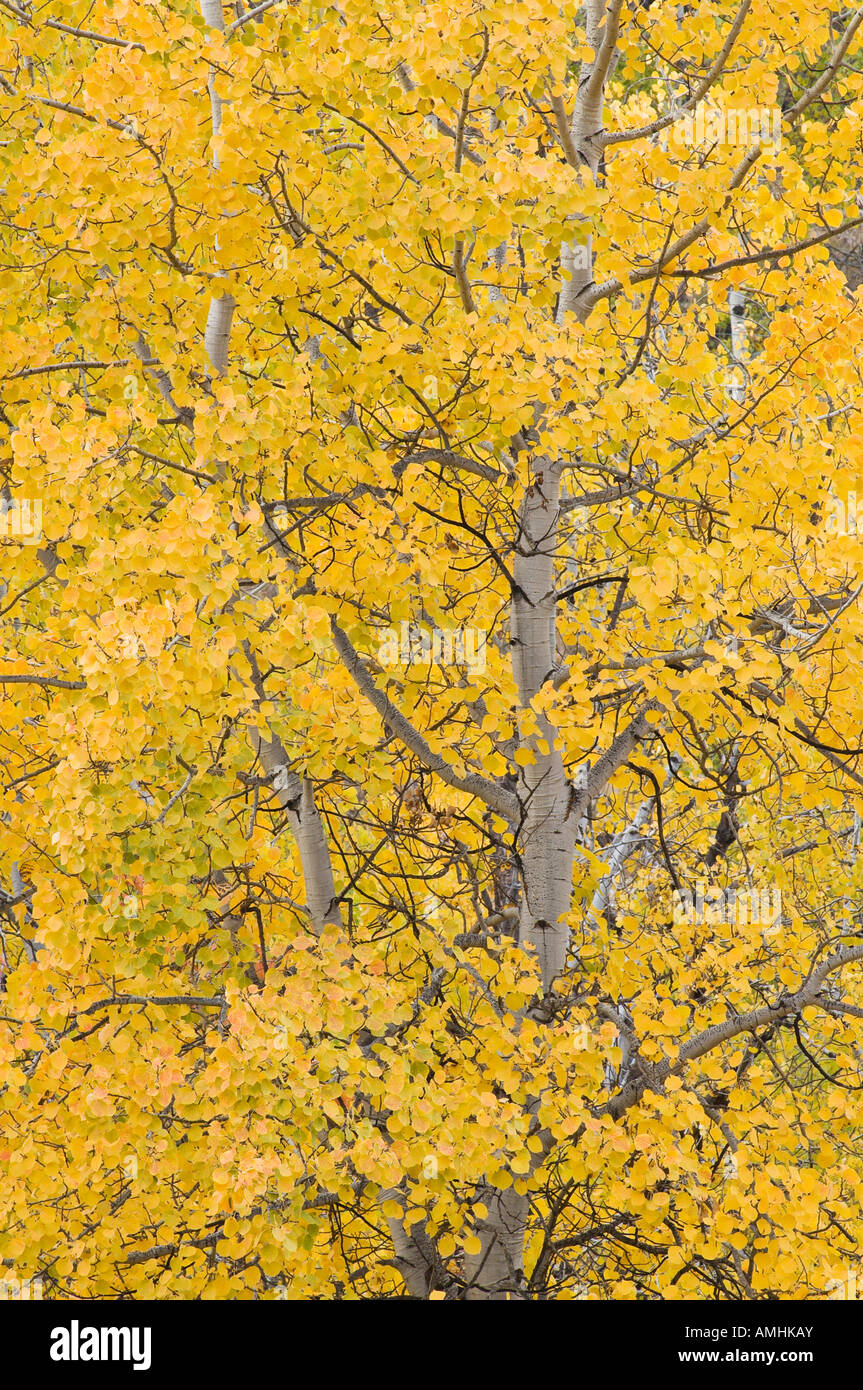 Aspen alberi in autunno Lago Pearrygin stato parco vicino Winthrop Washington Foto Stock