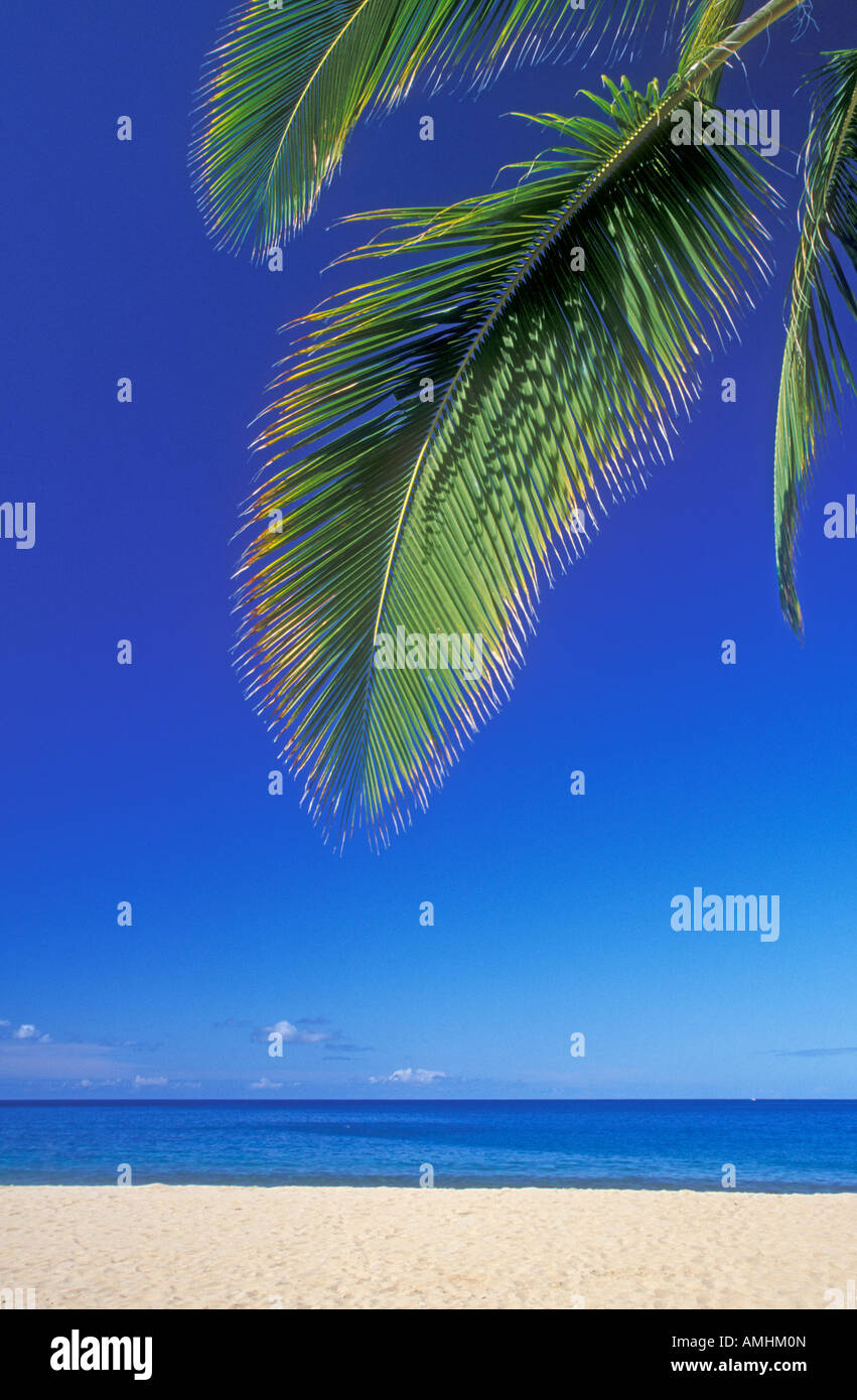 Coco Palm tree frond e spiaggia sabbiosa Manele Bay Beach Park Isola di Lanai Hawaii Foto Stock