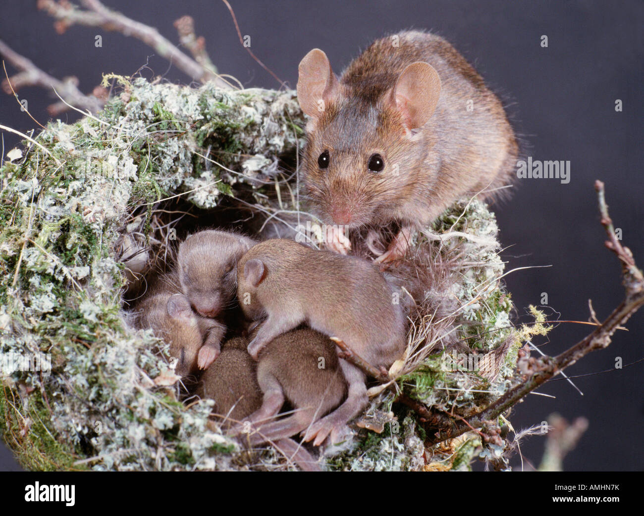 Casa topi femmina con i giovani a nido Mus musculus Europa animale adulto animale animali familiari femmina femmina e giovane gruppo Foto Stock