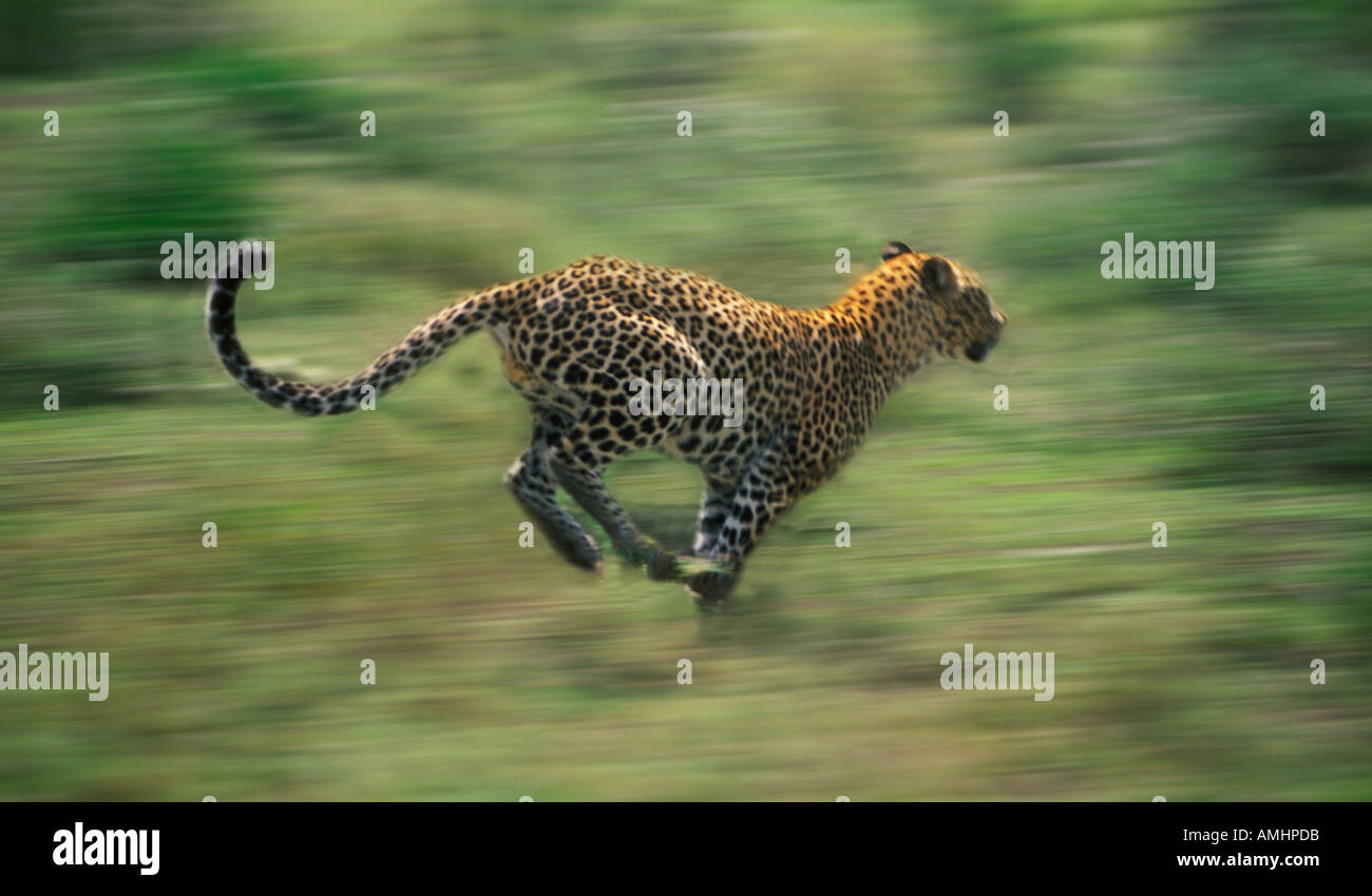 Maschio di Leopard Panthera pardus acceso Serengeti Africa Foto Stock