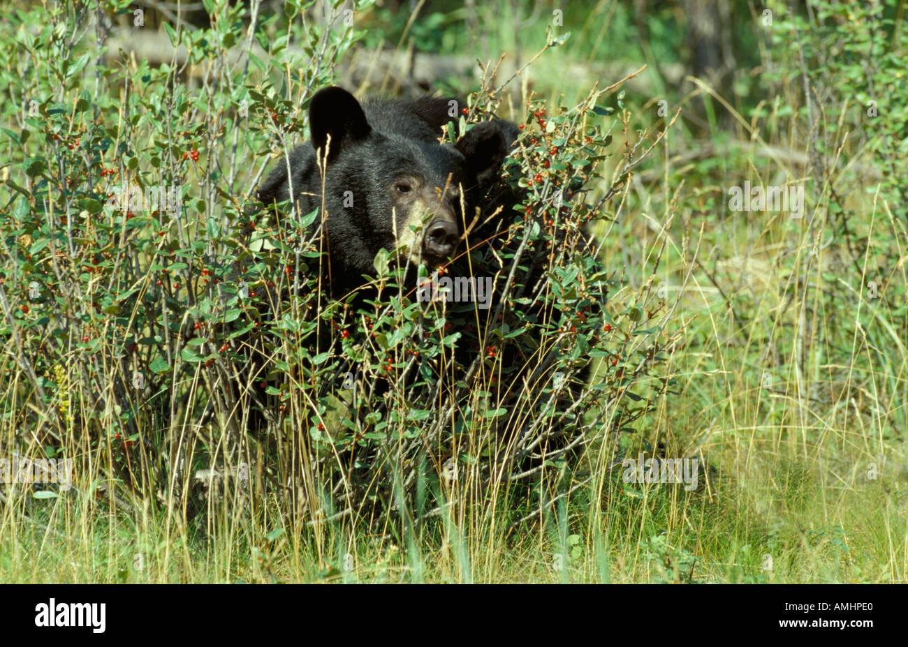 Black Bear mangiare i frutti di bosco del Parco Nazionale di Jasper ursus americarus Canada Foto Stock