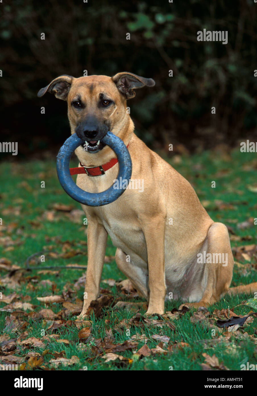 Cagnaccio cane di razza beige e marrone colore seduti in giardino con il blu gommoso giocattolo in bocca Regno Unito Foto Stock