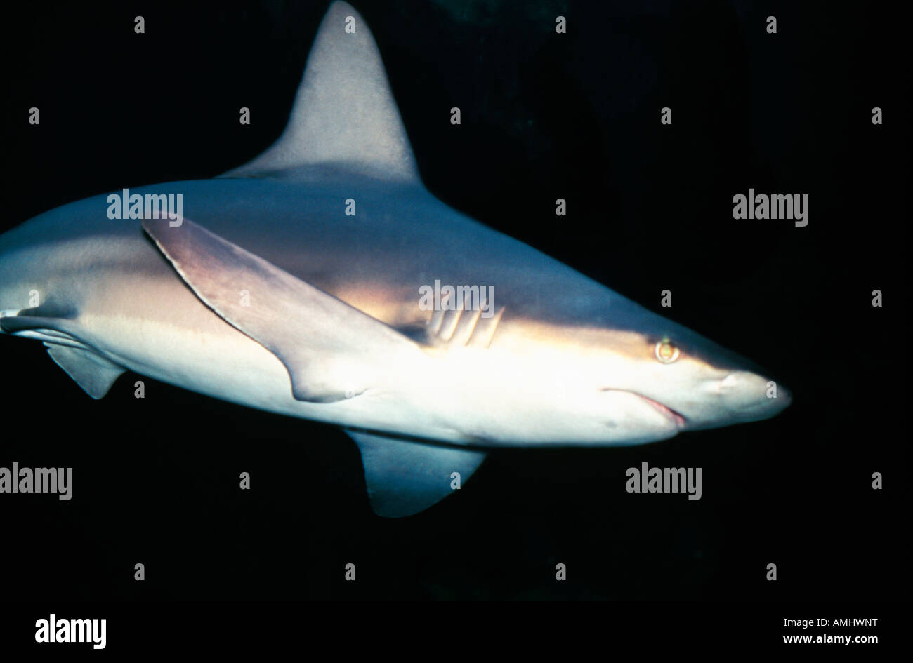 Requin Heringshai squalo Smeriglio Lamna nasus animali pesci cartilaginei Chondrichthyes disegni Elasmobranchier Elasmobranchi Foto Stock