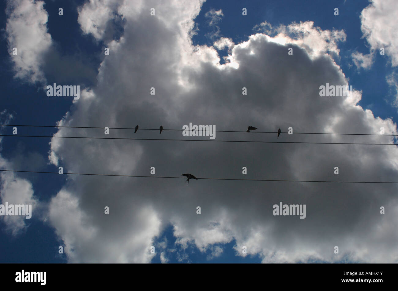 Rondini & House Martins, appollaiato su cavi telefonici. Foto Stock