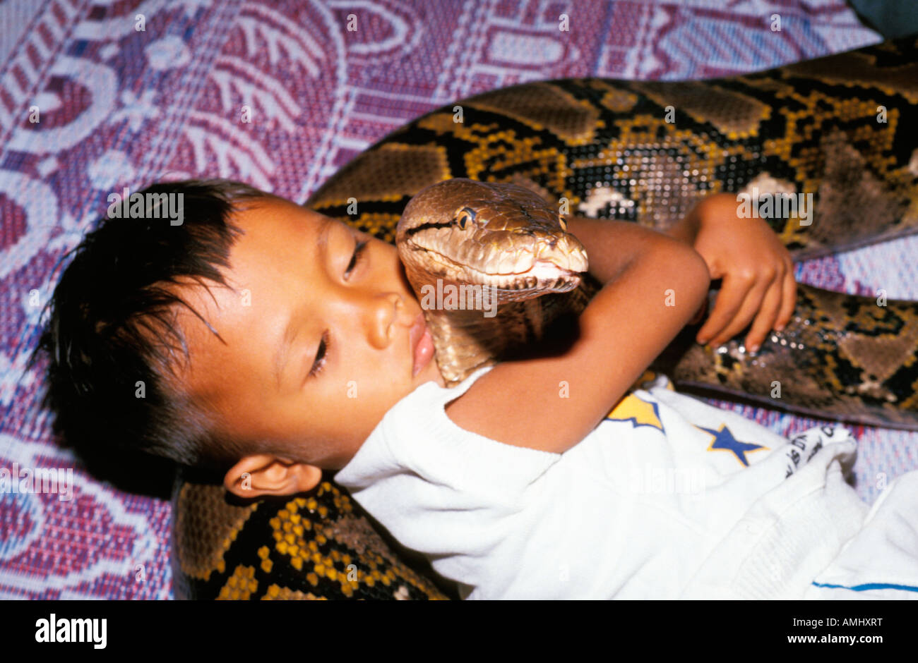 Indonesien Netzpython familly con tame pitone reticolato Python reticulatus animali exotische Haustiere Haustiere animali di casa K Foto Stock