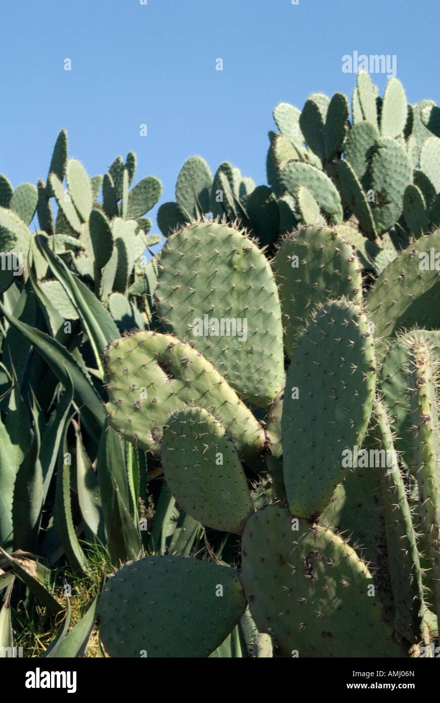 Cactus messicani Messico nopal Opuntia stabilimento indiano Foto Stock