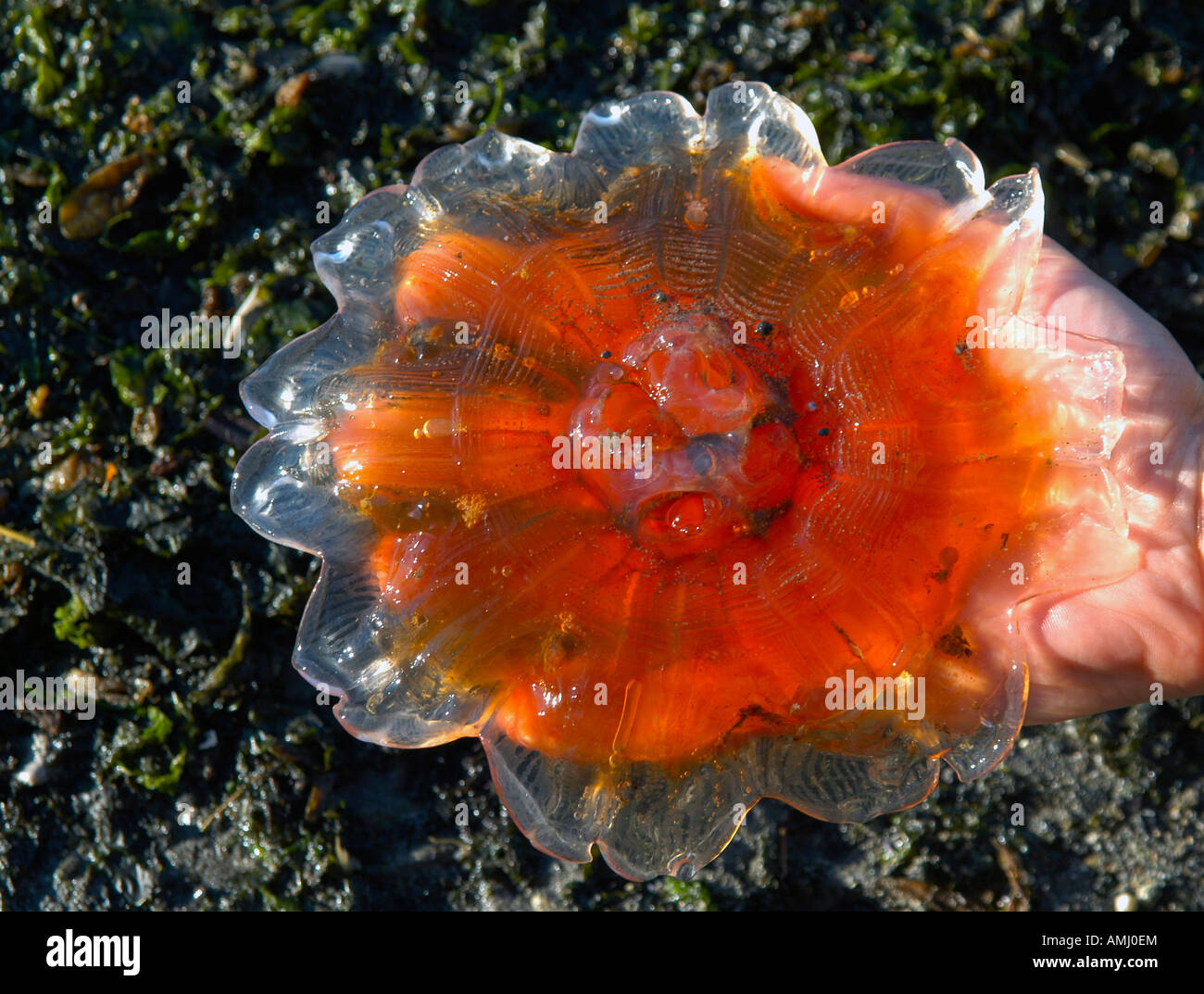 Una mano che tiene una medusa a Bartlett Cove nel Parco Nazionale e Riserva di Glacier Bay in Alaska, STATI UNITI D'AMERICA Foto Stock