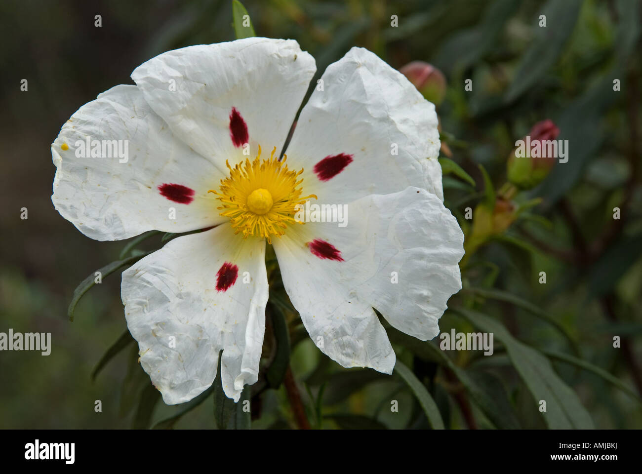 Gomma cisto Cistus ladanifer fiore Foto Stock