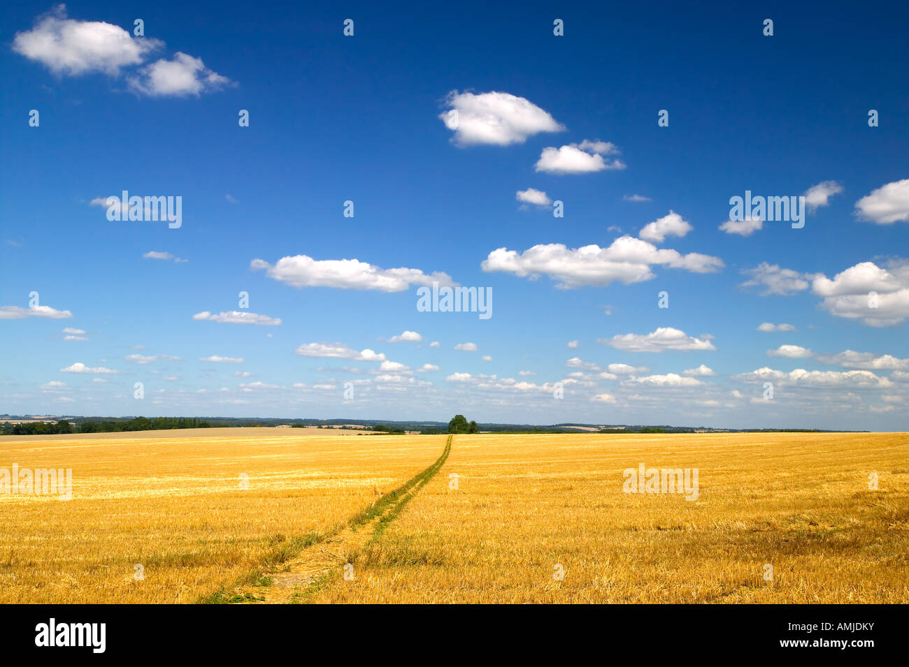 Paesaggio di un campo oro sotto blu cielo nuvoloso Foto Stock