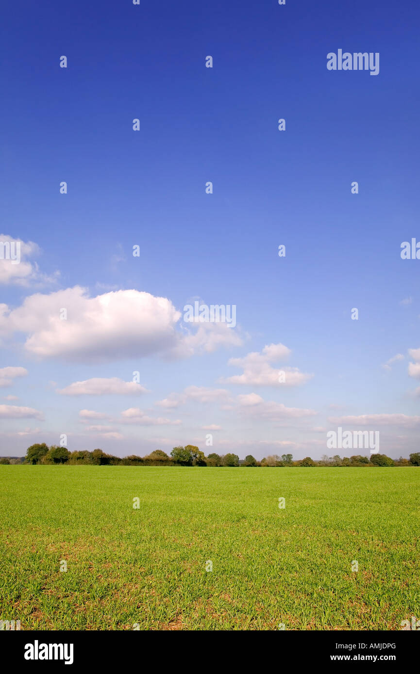 Luminoso cielo blu paesaggio con una linea di albero al di là di un campo verde Foto Stock