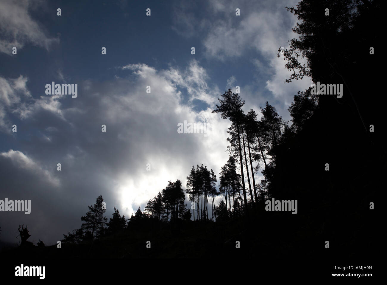 Foresta Vicino Launchy Gill nel distretto del lago. Foto Stock