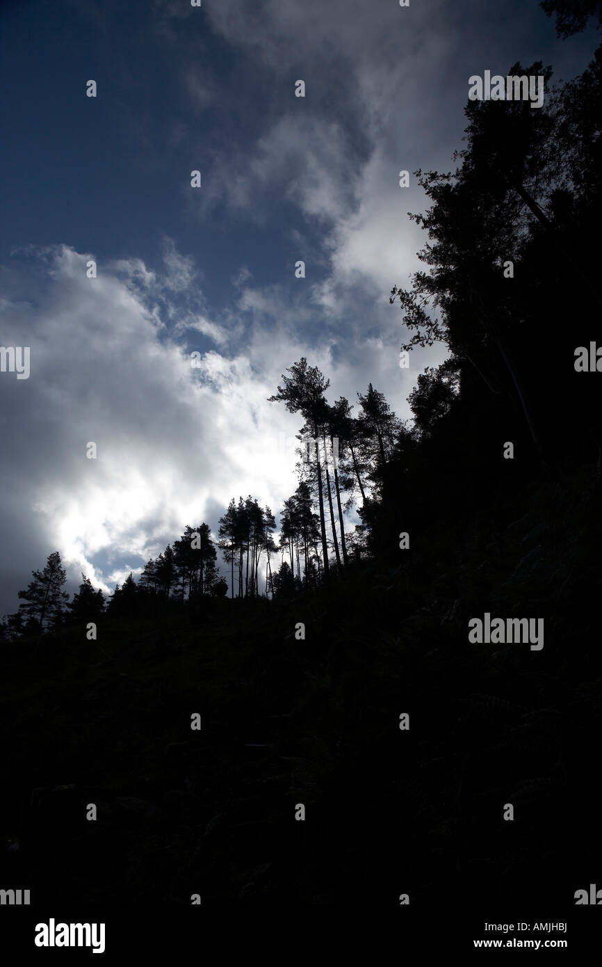 Foresta Vicino Launchy Gill nel distretto del lago. Foto Stock