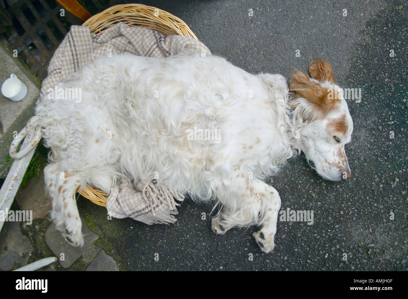 Cane dorme al mercato delle pulci di Parigi Francia Foto Stock