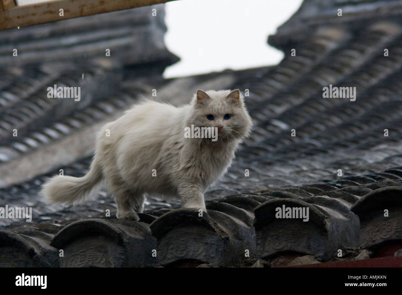 Gatto Bianco con gli occhi blu su un hutong di Pechino sul tetto della Cina Foto Stock