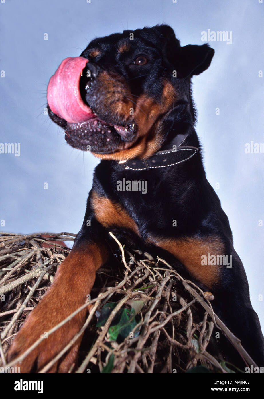 Cane Rottweiler mettendo fuori la lingua Foto Stock