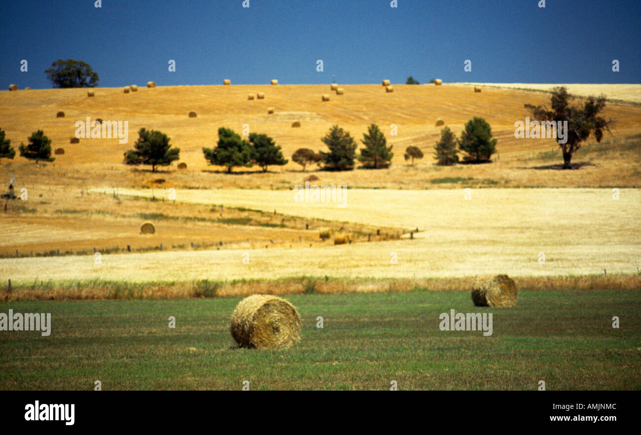 Adelaide Australia campi di grano Foto Stock