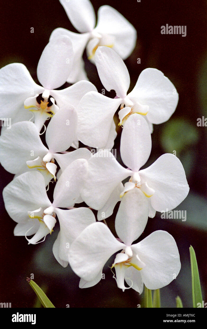 Orchid, specie sconosciuta Foto Stock