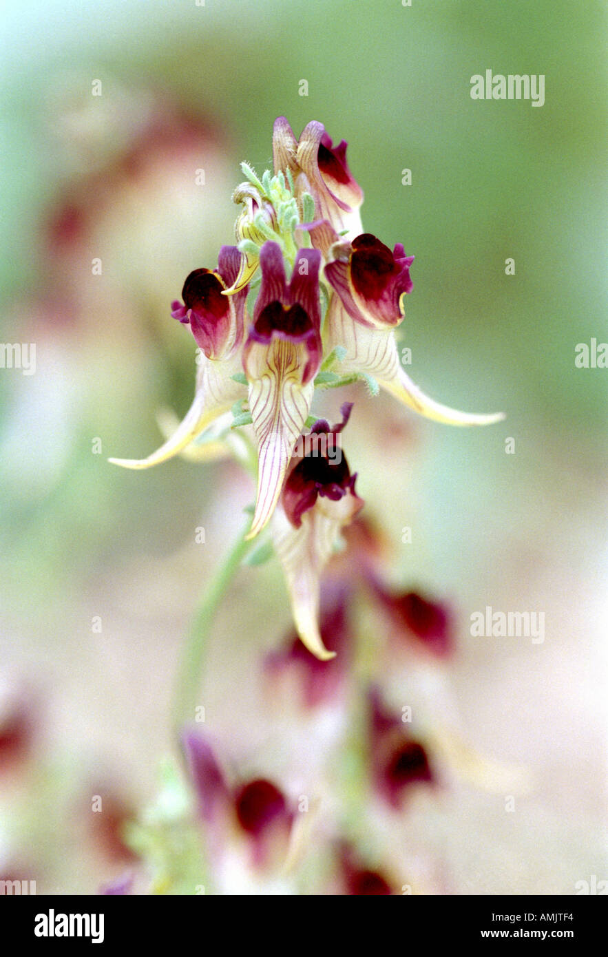 Orchid specie sconosciuta Foto Stock