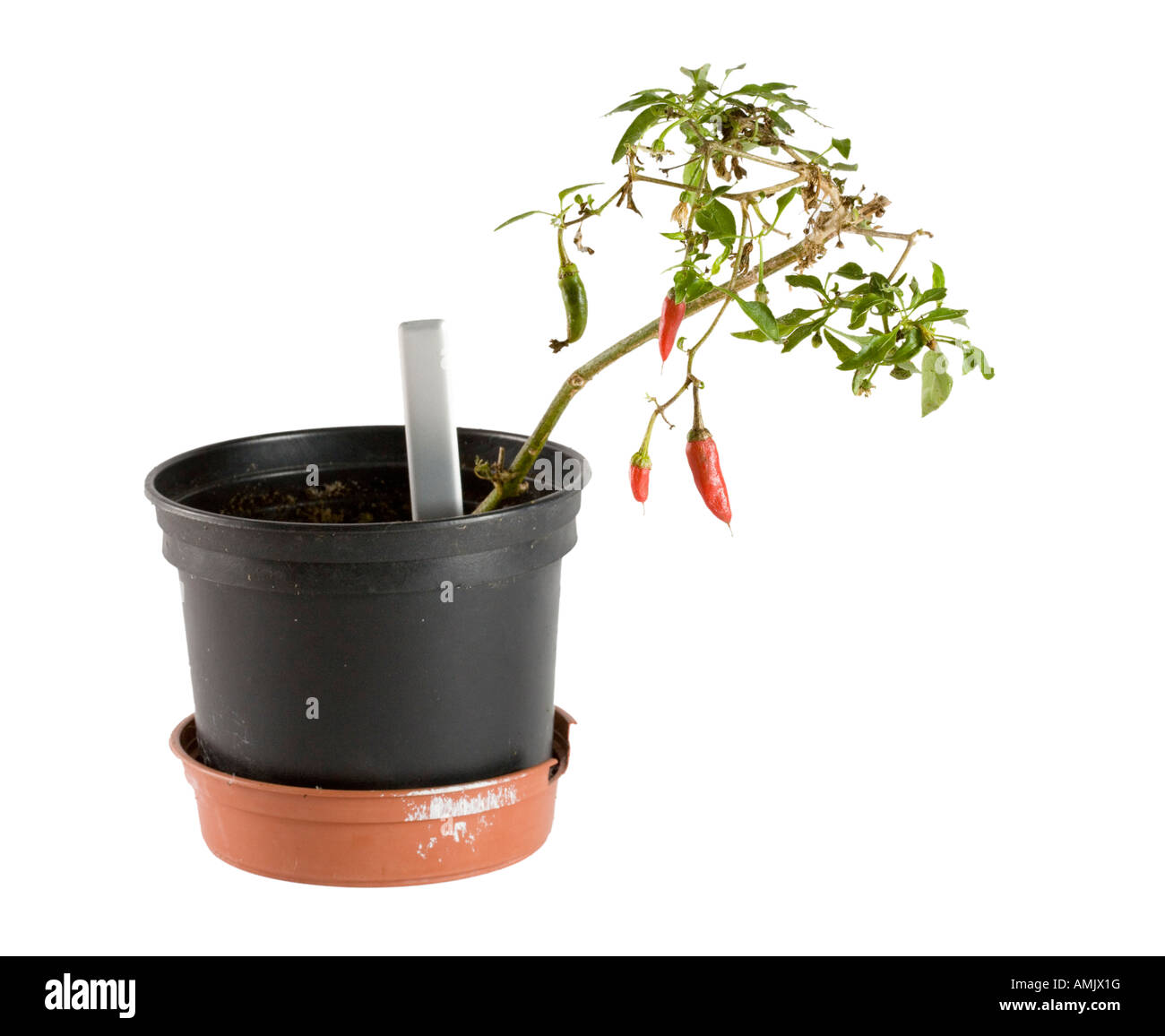 Peperoncino rosso su una home pianta coltivata Foto Stock