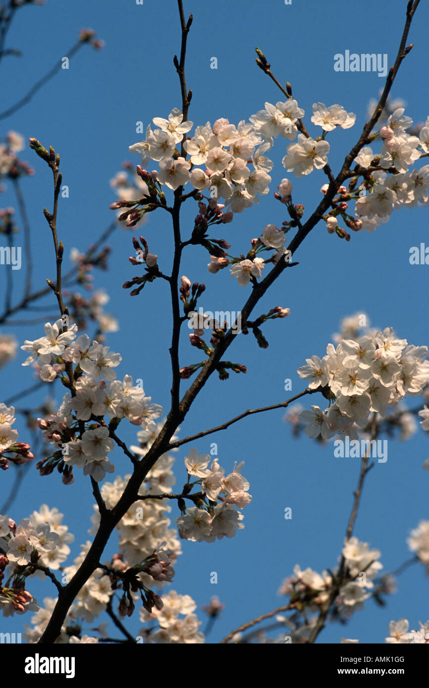 Tokyo Japan Cherry blossom in Ueno park Foto Stock